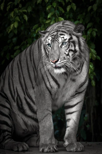 Close up white tiger. — Stock Photo, Image