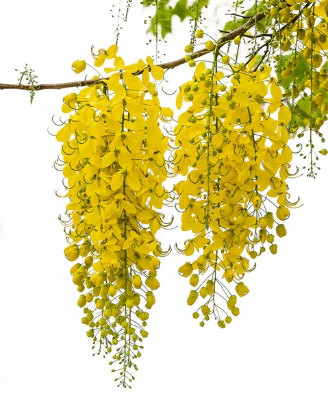 Cassia fistula bloem. — Stockfoto