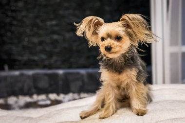 sevimli küçük yorkshire korkunç.