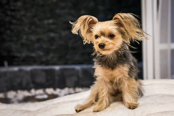 sevimli küçük yorkshire korkunç.