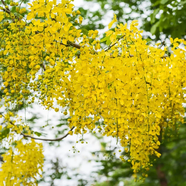 Cassia przetoki kwiat. — Zdjęcie stockowe