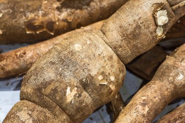 Manyok yerdeki, organik tarım.