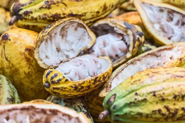 kakao çekirdekleri ve kakao meyve.