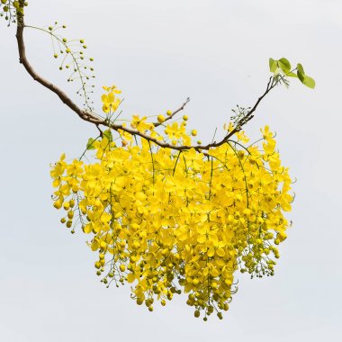 Cassia fistül çiçek.
