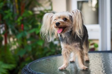 sevimli küçük yorkshire korkunç.