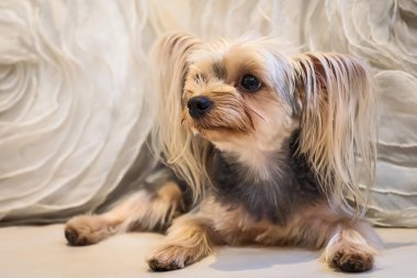 sevimli küçük yorkshire korkunç.