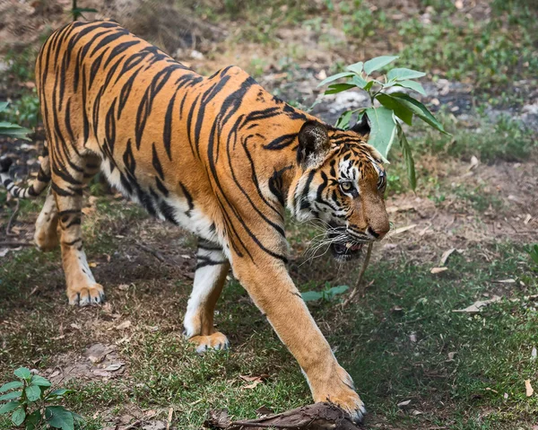 Fechar tigre . — Fotografia de Stock
