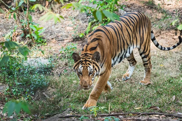 Close-up van de tijger. — Stockfoto