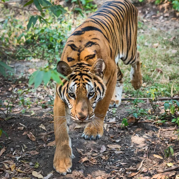 Close-up van de tijger. — Stockfoto