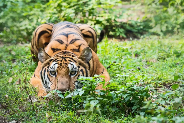 Fechar tigre . — Fotografia de Stock