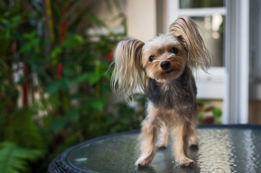 sevimli küçük yorkshire korkunç.