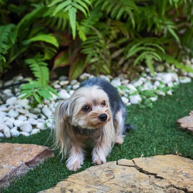 sevimli küçük yorkshire korkunç.