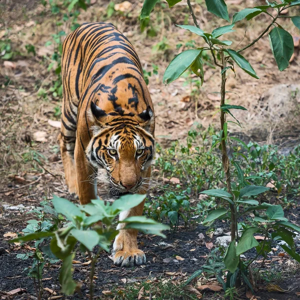 Primer plano tigre . — Foto de Stock