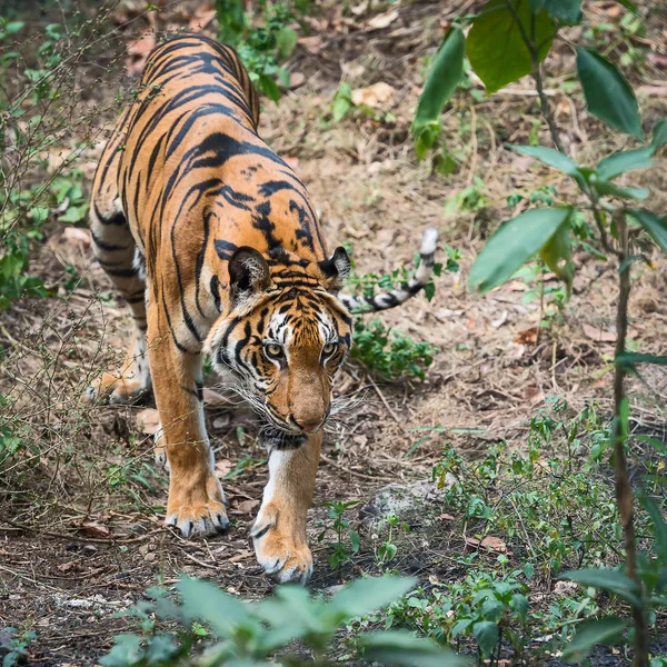 Zblízka tygr. — Stock fotografie