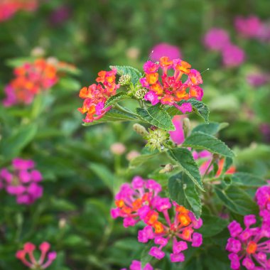 Lantana camara kadar kapatın.