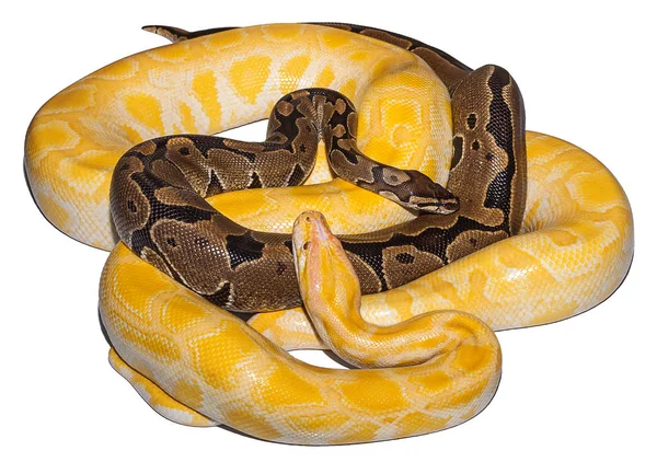 Close-up Python ouro . — Fotografia de Stock
