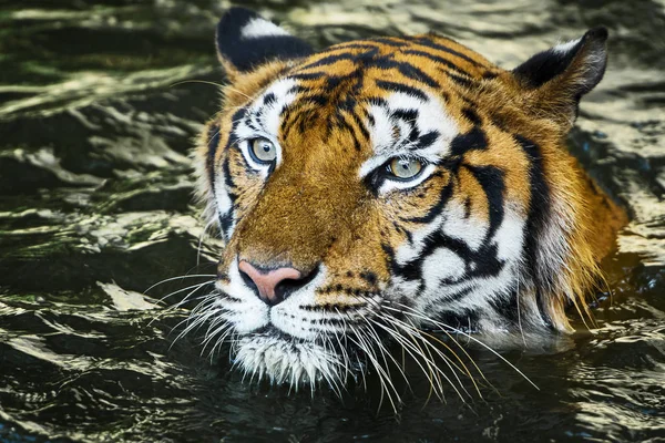 Fotos de tigre naturalmente . — Fotografia de Stock