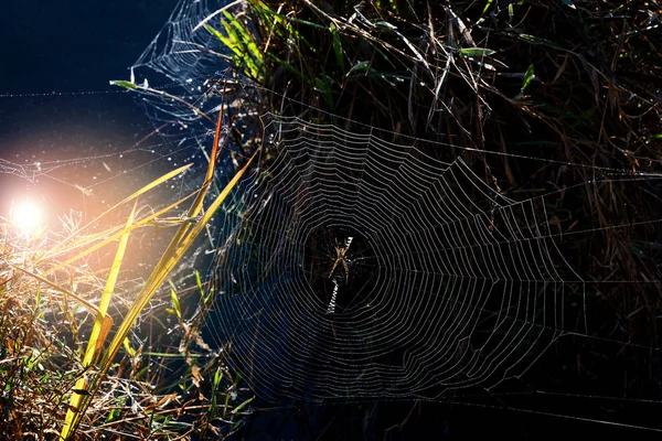 Pavučina v lese — Stock fotografie