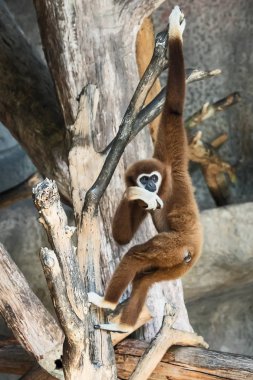 Beyaz kişili gibbon.