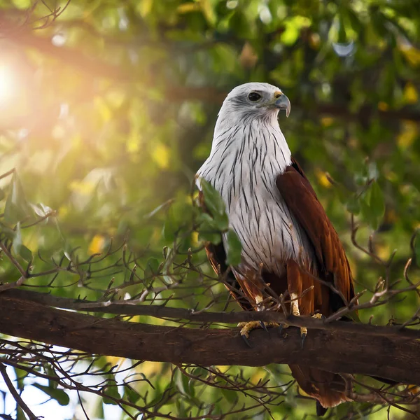 La cometa brahminy (Haliastur indus ) —  Fotos de Stock