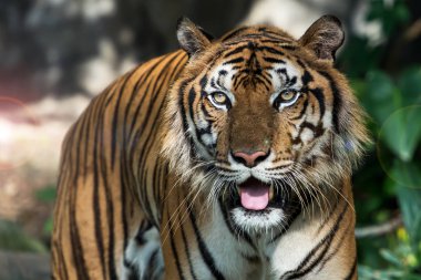 Kaplan ın doğal fotoğrafları.