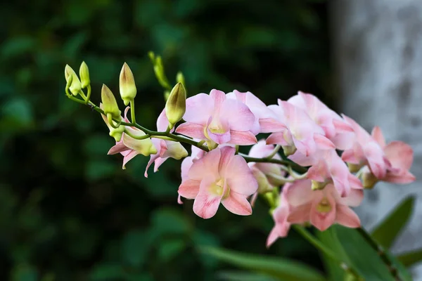 Rózsaszín orchideák ága — Stock Fotó