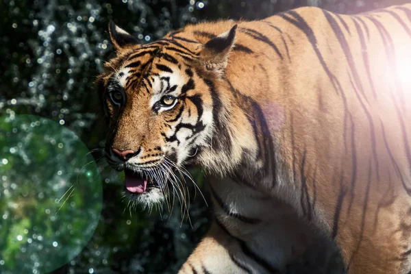 Foto's van Tiger natuurlijk. — Stockfoto