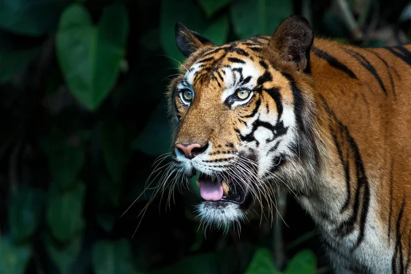 自然に虎の写真. — ストック写真