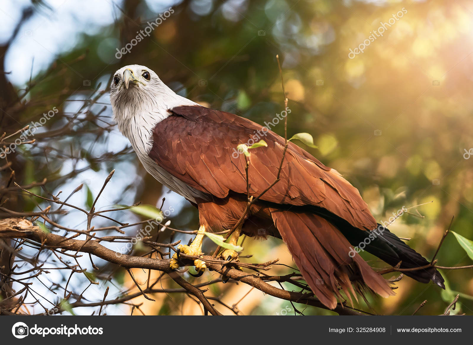Red eagle helang merah