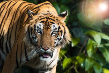 Kaplan ın doğal fotoğrafları.