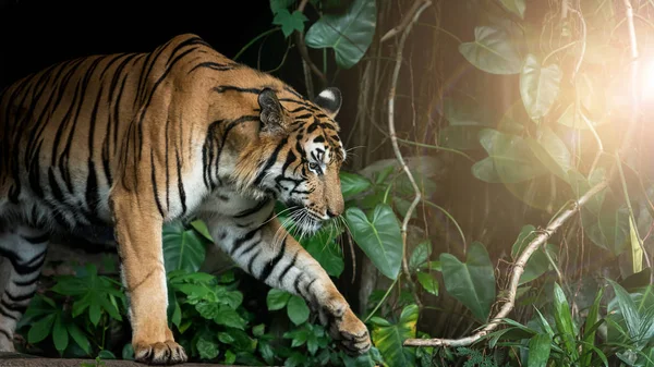 Zdjęcia tygrysa naturalnie. — Zdjęcie stockowe