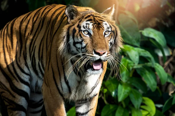 Foto's van Tiger natuurlijk. — Stockfoto