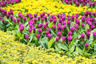 Çeşitli çiçek bahçeleri.