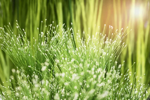 Roślina trawy z krzakiem cyperaceae. — Zdjęcie stockowe