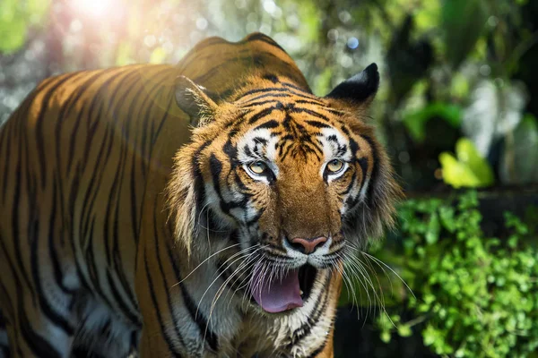 Foto's van Tiger natuurlijk. — Stockfoto