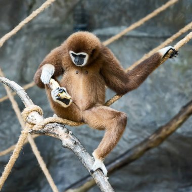 Beyaz kişili gibbon.