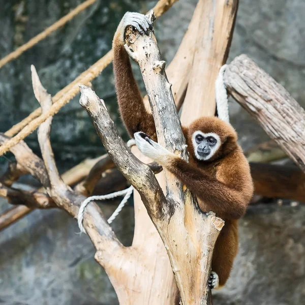 Gibbon à mains blanches . — Photo