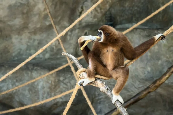Gibbon à mains blanches . — Photo