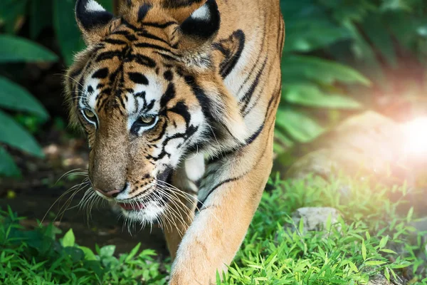 Fotky tygra přirozeně. — Stock fotografie