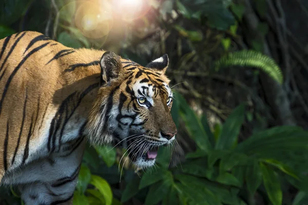 Foto's van Tiger natuurlijk. — Stockfoto