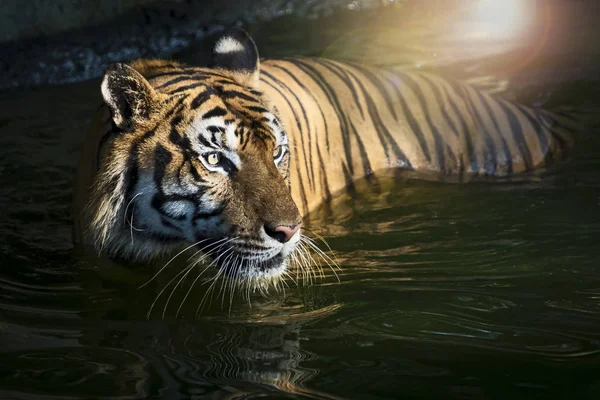 Photos of tiger naturally. — Stock Photo, Image