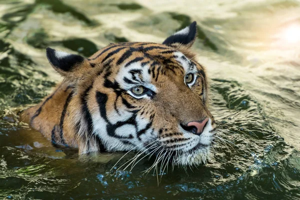 Fotos de tigre naturalmente . — Fotografia de Stock