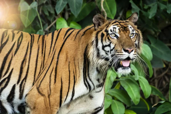 Foto's van Tiger natuurlijk. — Stockfoto