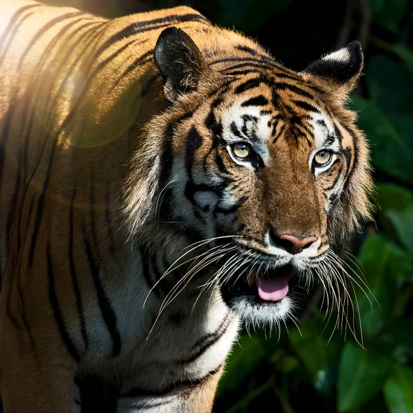 Fotky tygra přirozeně. — Stock fotografie