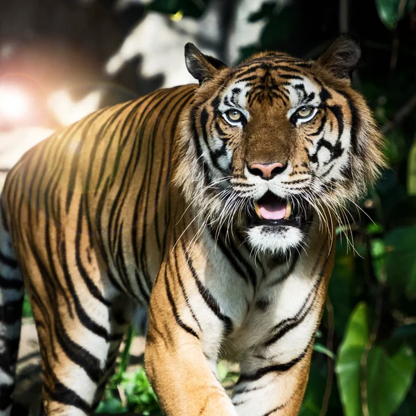 Photos de tigre naturellement . — Photo