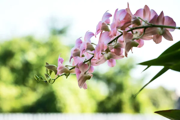 Rózsaszín orchideák ága — Stock Fotó