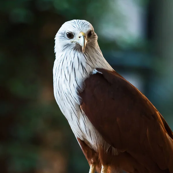 Brahminy drak (Haliastur indus) — Stock fotografie