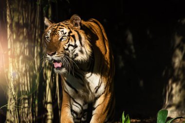 Kaplan ın doğal fotoğrafları.