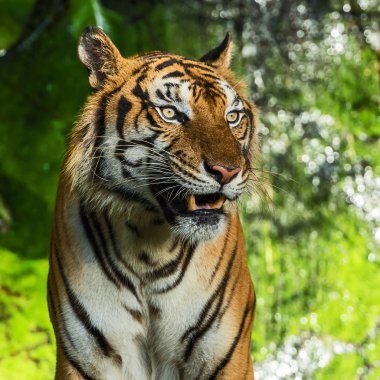 Kaplan ın doğal fotoğrafları.