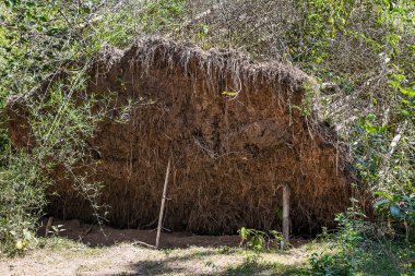 Bambu ağaçlarının kökleri ormana düştü..